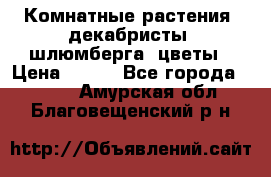 Комнатные растения, декабристы (шлюмберга) цветы › Цена ­ 300 - Все города  »    . Амурская обл.,Благовещенский р-н